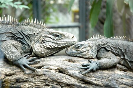 Twin Giant Lizardの写真素材