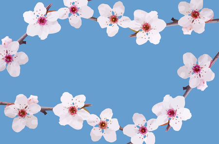 vector  spring fruit-tree flowers backgroundのイラスト素材