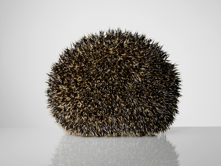 Taxidermy Hedgehog rolled in a ball on grey backgroundの写真素材