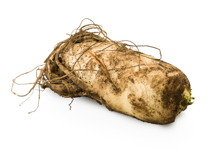 Mooli root vegetable isolated on white backgroundの写真素材