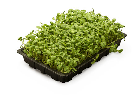 Organic Corn Salad in Tray isolated on whiteの写真素材