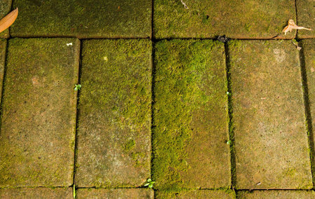 Moss on the bricksの素材