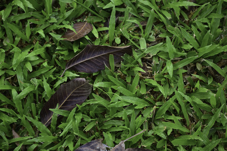 Green grass background texture