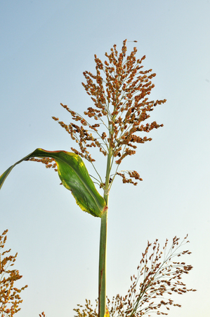 Closeup of sorghumの写真素材
