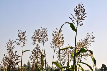 Closeup of sorghumの写真素材