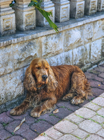 English Cocker Spaniel is sitting on the pavement near the wallの写真素材