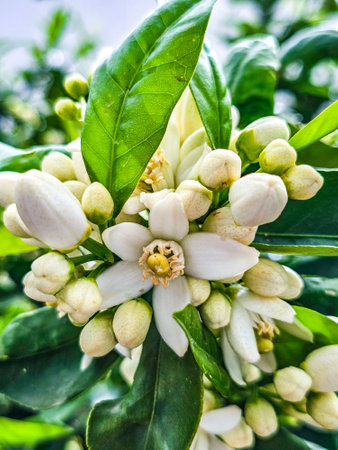 Orange blossom on tree, Thailand. (Citrus aurantium)の写真素材