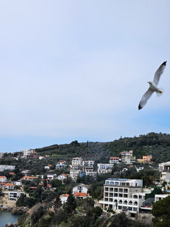 Seagull flying over a coastal cityの写真素材