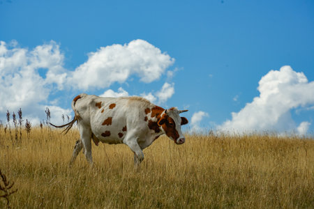 Golden field with cow and clouds