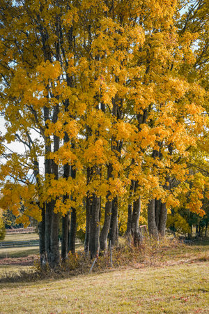 Autumn trees with fallen leaves on the groundの写真素材