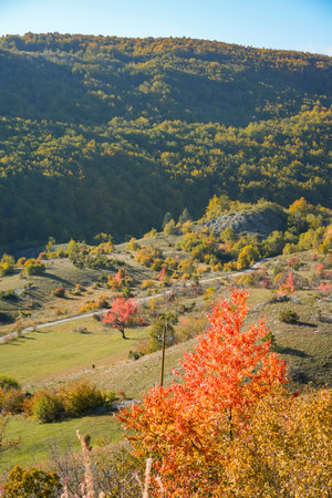 Vertical view of hilly forest with red autumn foliageの写真素材