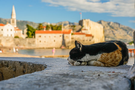 A calico cat rests sideways to the camera by the sea near the old town of Budva.の写真素材