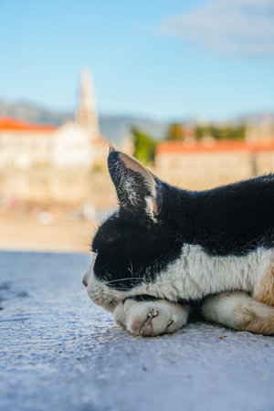 Calico Cat on the Waterfront with Budva Old Town in Backgroundの写真素材