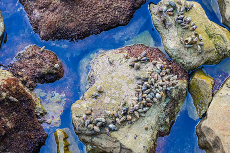 Hermit Crabs in Shells on the Seashore