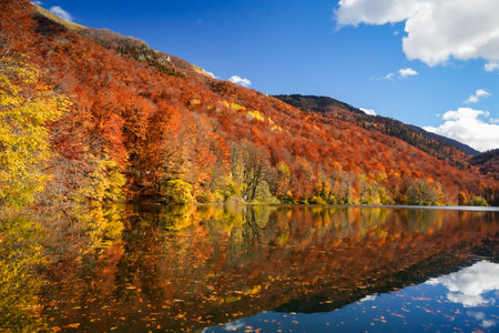 Colorful Autumn Tree Reflections in Calm Waterの写真素材