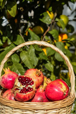 Half basket with pomegranates, mid-shot viewの写真素材