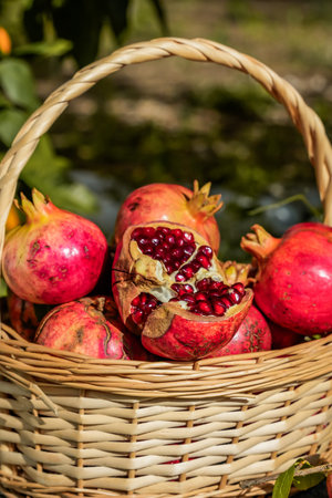 Basket with pomegranates, mid-shot viewの写真素材