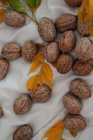 Vertical autumn composition with scattered nuts on white textured backgroundの写真素材