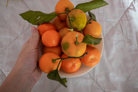 Hand holding plate with fresh mandarins and leavesの写真素材