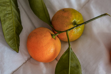 Close-up of two tangerines with a branch and leaves, horizontallyの写真素材