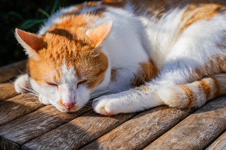 Close-up of ginger-and-white cat resting on bench with eyes closed