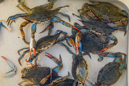 Large blue crabs in boxの写真素材