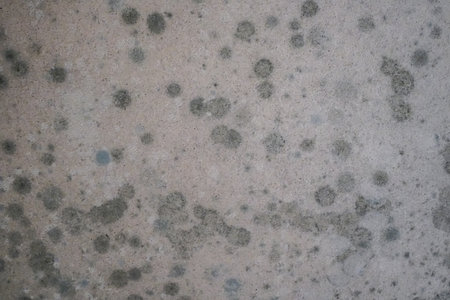 Circular Mold Growth on Wall Medium Shot