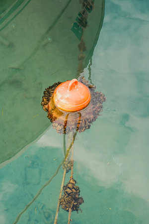 Marine Buoy Covered in Algae