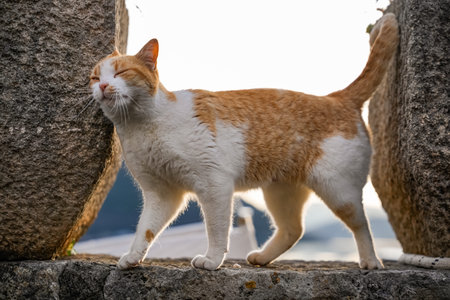Ginger and White Cat Rubbing Against Wall