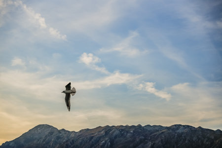 Seagull Flying Over Mountains at Sunset