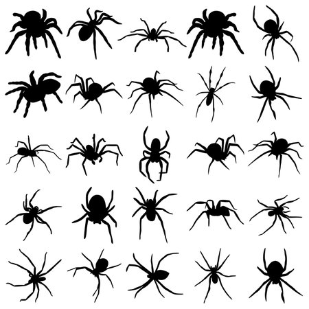 Set of spider silhouettes, isolated vector  on white backgroundのイラスト素材