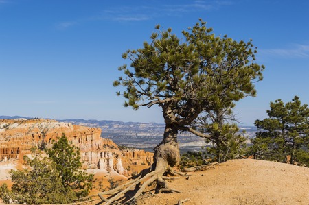 A lone Bristlecone Pine silhouetted against blue sky at Bryce Canyon on a beautiful Spring day.の写真素材