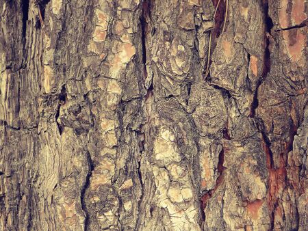tree texture