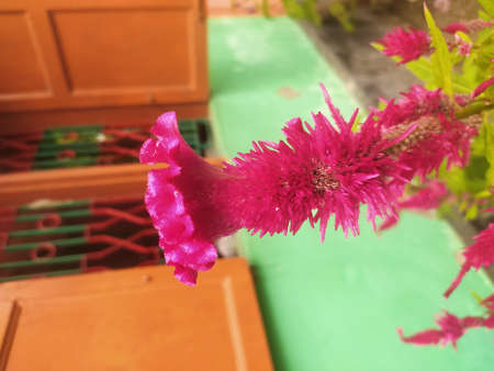 Celosia argentea flower blooming in the garden