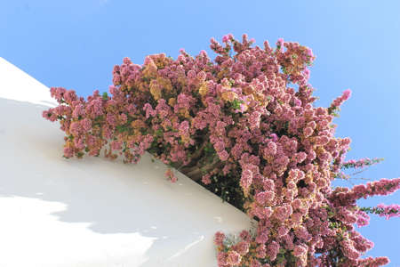 white wall, pink flowers and blue skyの写真素材