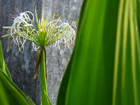 flowerの写真素材