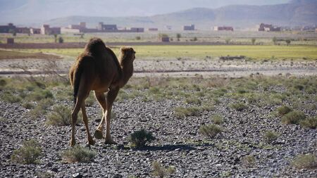 Camelの写真素材