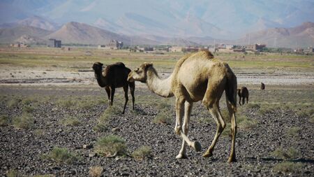 Camelsの写真素材