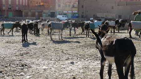 Donkeysの写真素材