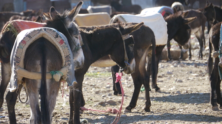Donkeysの写真素材