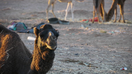 Sahara Camelの写真素材