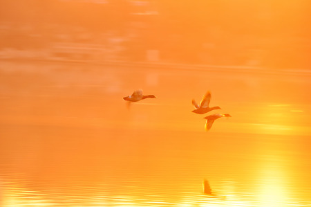 Wild duckの写真素材