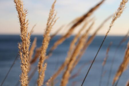Grass in the windの写真素材