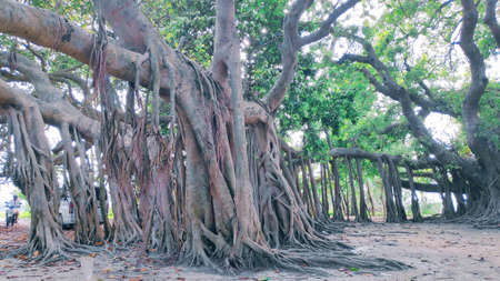 Big banyan tree in the park. Banyan treeの写真素材