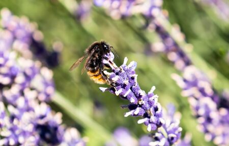 Honey Bee in lavender field