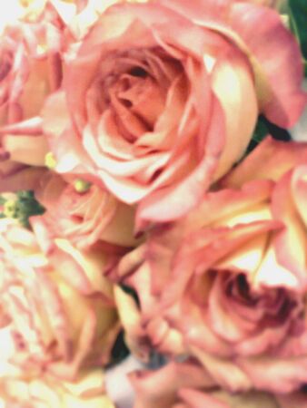 Pink Roses bound together in a beautiful bouquet.の素材