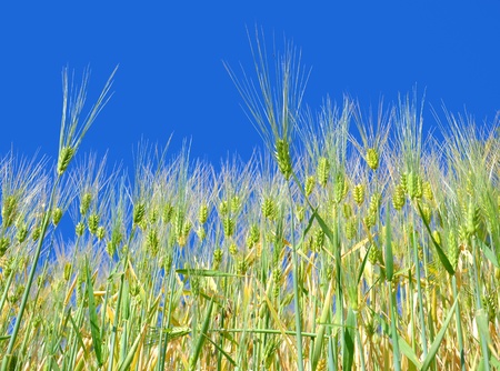Wheat field and skyの写真素材