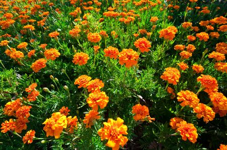 Orange flower fieldの写真素材
