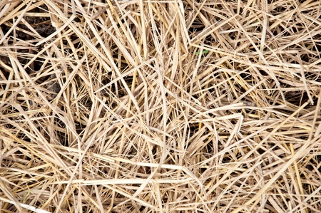 Dried straw placed over soil for agricultureの写真素材