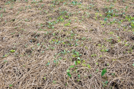 Dried straw placed over soil for agricultureの写真素材